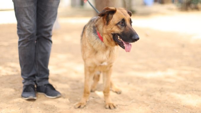 אמילי - כלבה לאימוץ - אגודת צער בעלי חיים בישראל