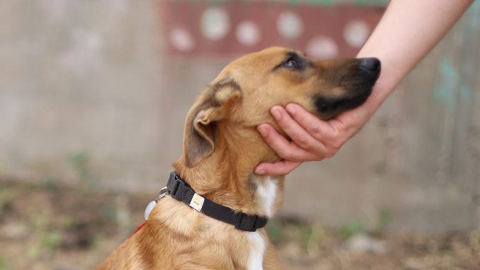 לורד – כלב לאימוץ – אגודת צער בעלי חיים בישראל