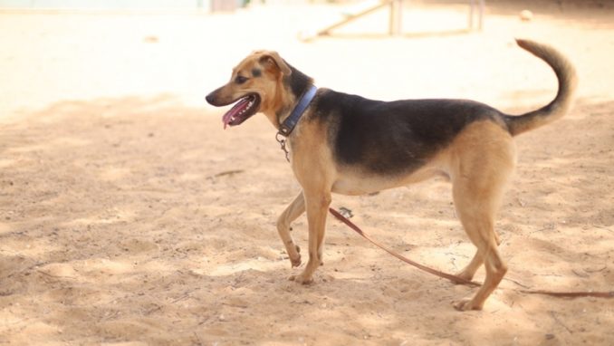 ריי – כלב לאימוץ – אגודת צער בעלי חיים בישראל