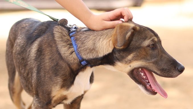 טוני – כלב לאימוץ – אגודת צער בעלי חיים בישראל