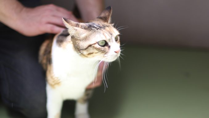 ג'ולי – חתולה לאימוץ – אגודת צער בעלי חיים בישראל