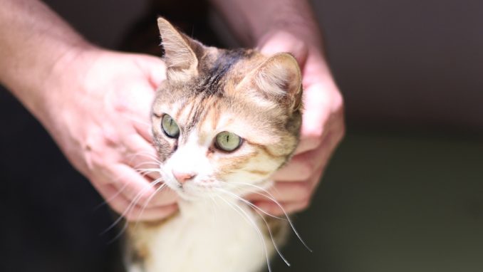 ג'ולי – חתולה לאימוץ – אגודת צער בעלי חיים בישראל