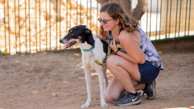 מישמיש – כלבה לאימוץ – אגודת צער בעלי חיים בישראל