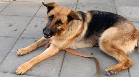 אמילי - כלבה לאימוץ - אגודת צער בעלי חיים בישראל