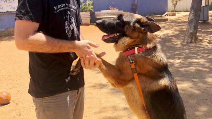 וגאס – כלב לאימוץ – אגודת צער בעלי חיים בישראל