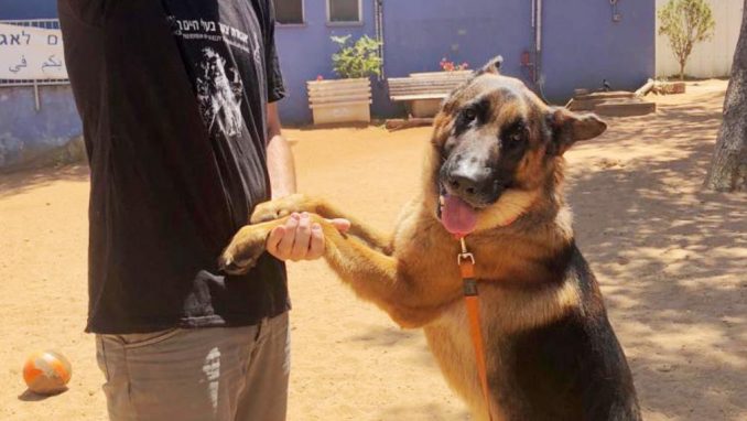 וגאס – כלב לאימוץ – אגודת צער בעלי חיים בישראל