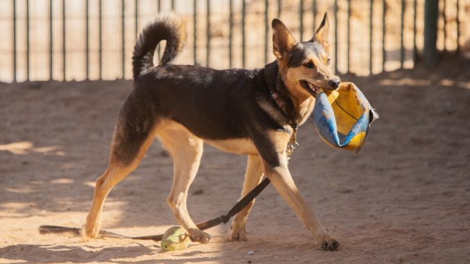 טאז – כלב לאימוץ – אגודת צער בעלי חיים בישראל