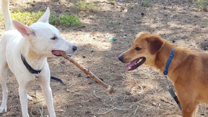 מייקי ושאול - כלב לאימוץ - אגודת צער בעלי חיים בישראל