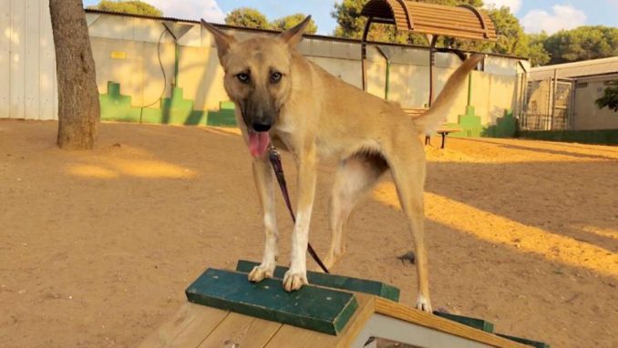 פינוקיו – כלבה לאימוץ – אגודה צער בעלי חיים ישראל