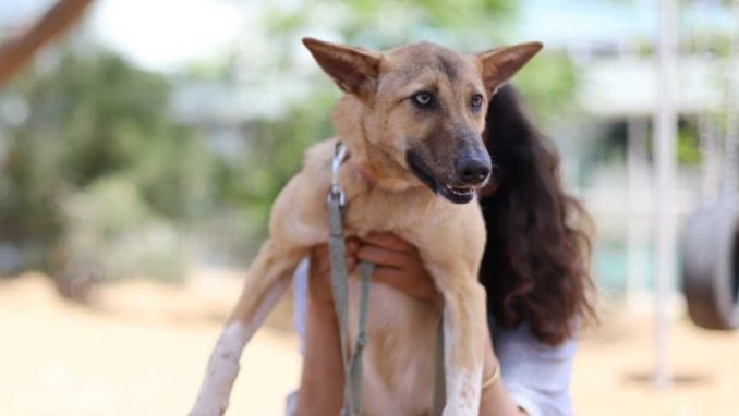 פינוקיו – כלבה לאימוץ – אגודה צער בעלי חיים ישראל