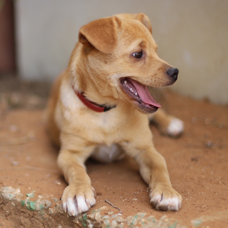 צ'ייסר – כלב לאימוץ – אגודת צער בעלי חיים בישראל