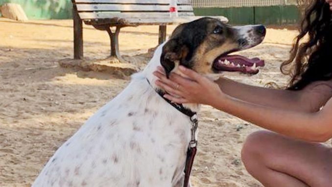 ג'וני – כלב לאימוץ – אגודת צער בעלי חיים בישראל