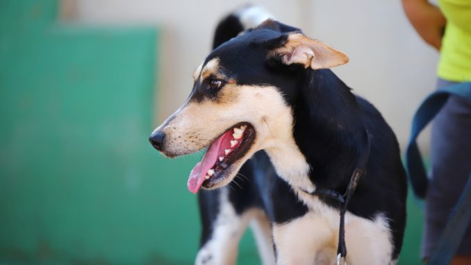 נמש - כלב לאימוץ - אגודת צער בעלי חיים בישראל
