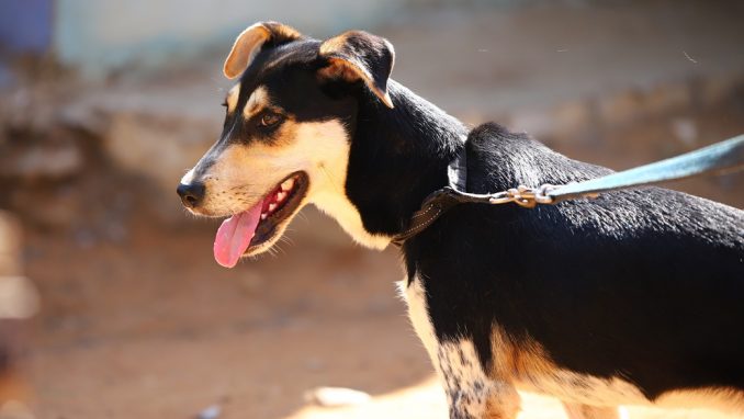נמש - כלב לאימוץ - אגודת צער בעלי חיים בישראל