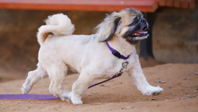מקסי - כלב לאימוץ - אגודת צער בעלי חיים בישראל