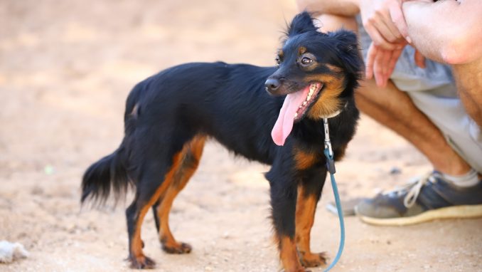 בייבי - כלבה לאימוץ - אגודת צער בעלי חיים בישראל