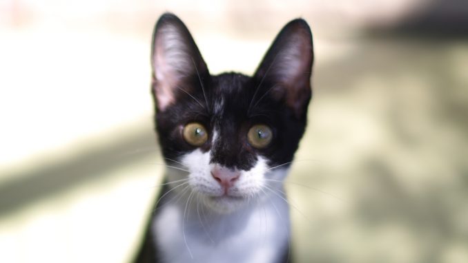 דמקה - חתולה לאימוץ - אגודת צער בעלי חיים בישראל