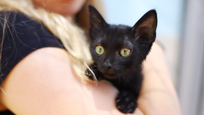 שחוריק - חתול לאימוץ - אגודת צער בעלי חיים בישראל