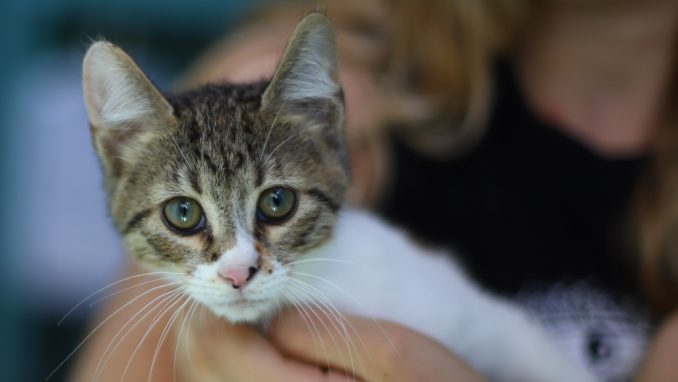 מילה – חתולה לאימוץ – אגודת צער בעלי חיים בישראל