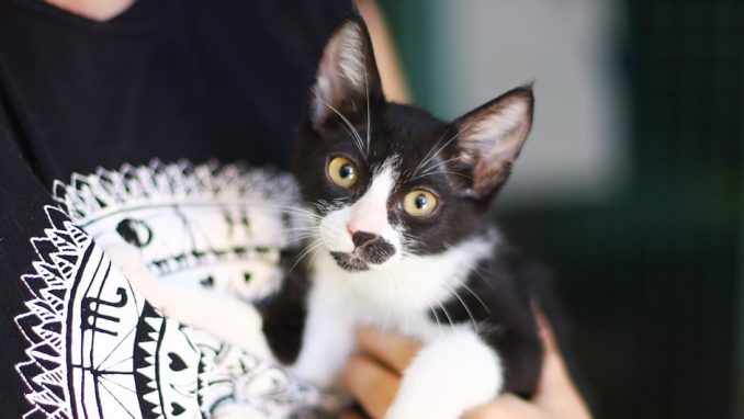 לאפה – חתולה לאימוץ – אגודת צער בעלי חיים בישראל