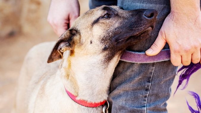 אמה - כלבה לאימוץ - אגודת צער בעלי חיים בישראל