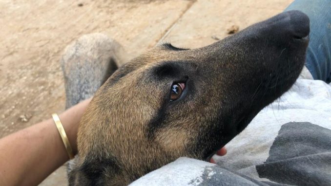 אמה – כלבה לאימוץ – אגודת צער בעלי חיים בישראל