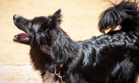 בוני – כלב לאימוץ – אגודת צער בעלי חיים בישראל