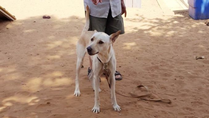 במבי - כלבה לאימוץ - אגודת צער בעלי חיים בישראל
