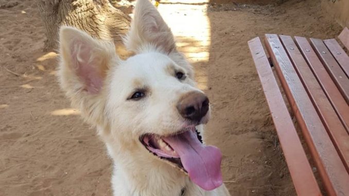 ג'וי – כלב לאימוץ – אגודת צער בעלי חיים בישראל
