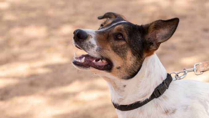 ג'וני – כלב לאימוץ – אגודת צער בעלי חיים בישראל