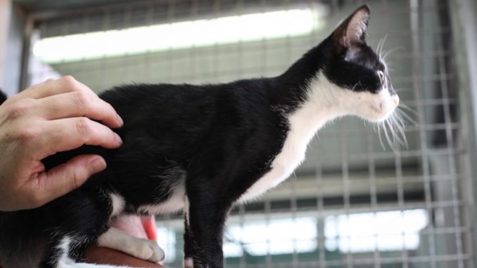 דמקה - חתולה לאימוץ - אגודת צער בעלי חיים בישראל
