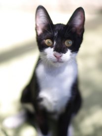 דמקה – חתולה לאימוץ – אגודת צער בעלי חיים בישראל