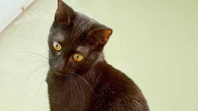 לולה – חתולה לאימוץ – אגודת צער בעלי חיים בישראל