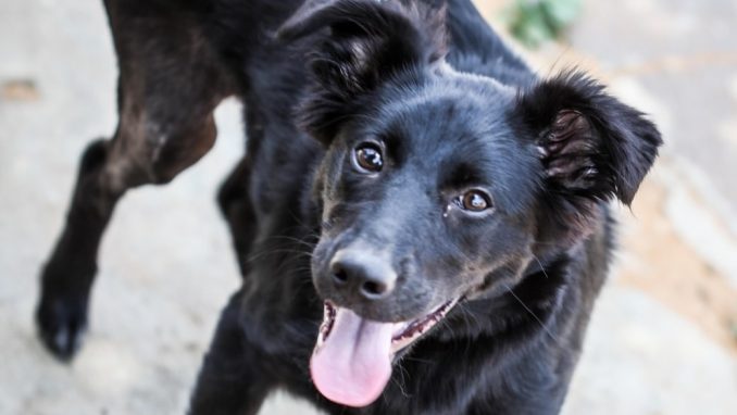 ליידי - כלבה לאימוץ - אגודת צער בעלי חיים בישראל