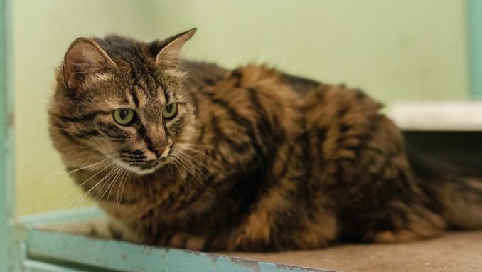 מורנה – חתולה לאימוץ – אגודת צער בעלי חיים בישראל