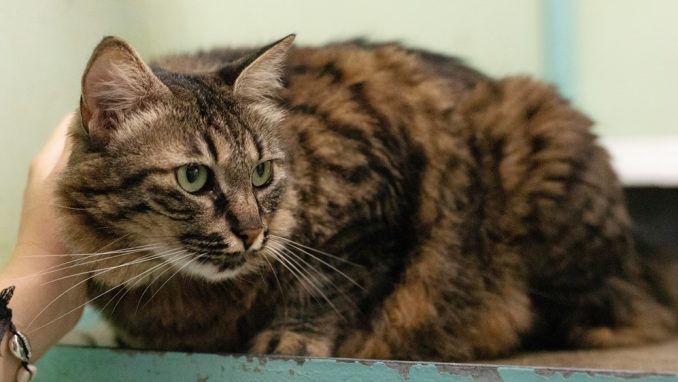 מורנה – חתולה לאימוץ – אגודת צער בעלי חיים בישראל
