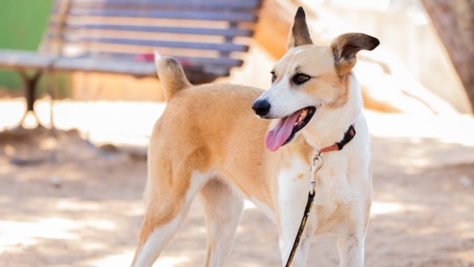 צ׳יקיטה – כלבה לאימוץ – אגודת צער בעלי חיים בישראל