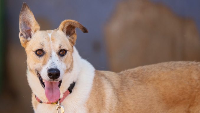 צ׳יקיטה – כלבה לאימוץ – אגודת צער בעלי חיים בישראל