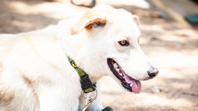 רינו - כלב לאימוץ - אגודת צער בעלי חיים בישראל