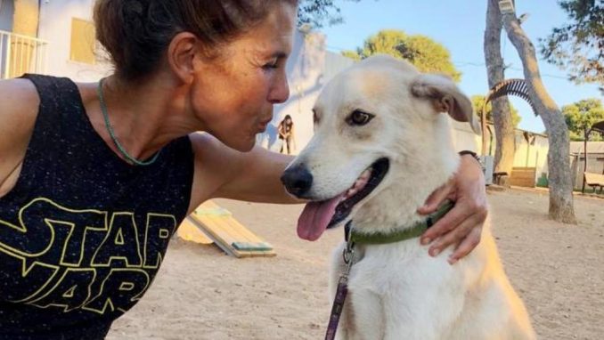 רינו - כלב לאימוץ - אגודת צער בעלי חיים בישראל