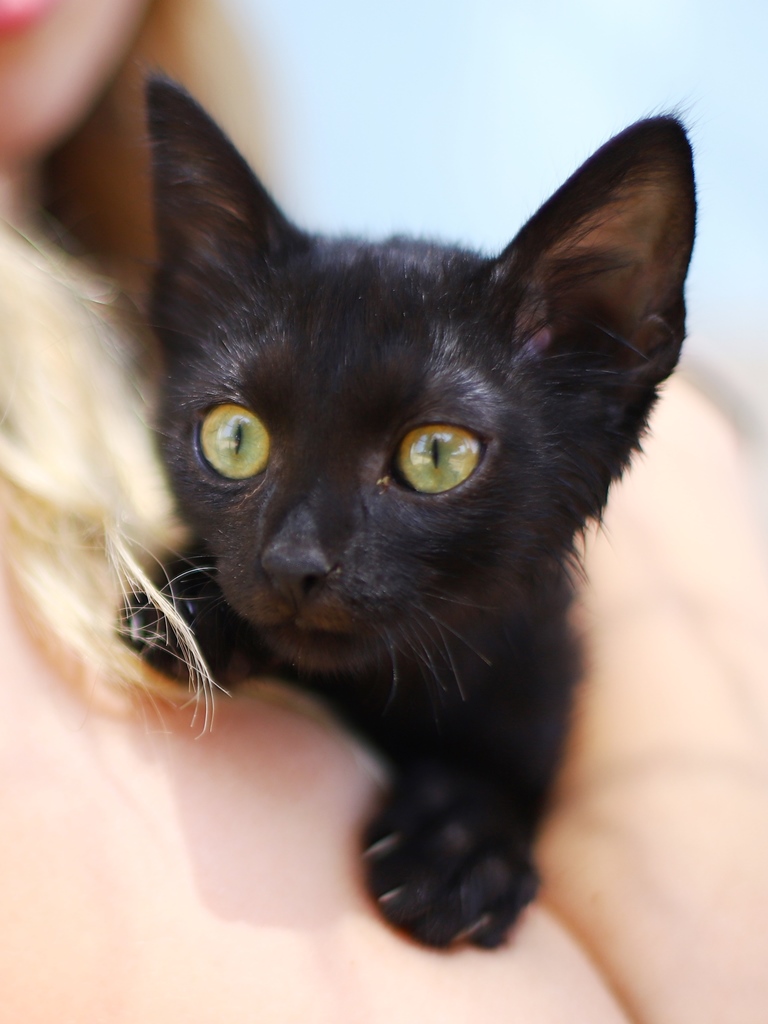 שחוריק – חתול לאימוץ – אגודת צער בעלי חיים בישראל