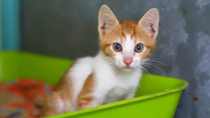 בועז – חתול לאימוץ – אגודת צער בעלי חיים בישראל