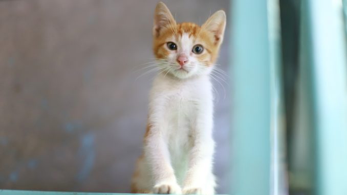 סוניק – חתולה לאימוץ – אגודת צער בעלי חיים בישראל