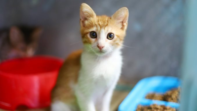 בועז – חתול לאימוץ – אגודת צער בעלי חיים בישראל