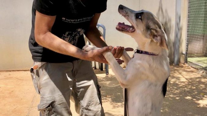 אהובה – כלבה לאימוץ – אגודת צער בעלי חיים בישראל