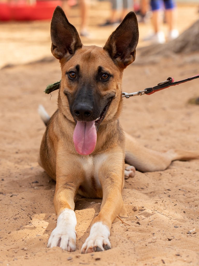אושר - כלב לאימוץ - אגודת צער בעלי חיים בישראל
