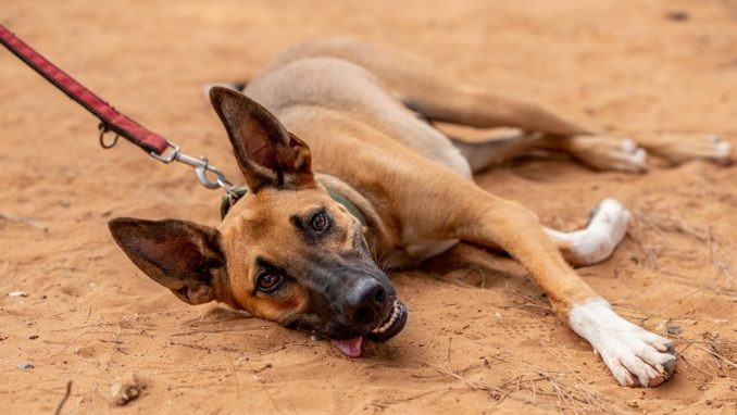 אושר – כלב לאימוץ – אגודת צער בעלי חיים בישראל