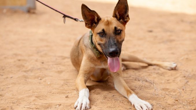 אושר – כלב לאימוץ – אגודת צער בעלי חיים בישראל