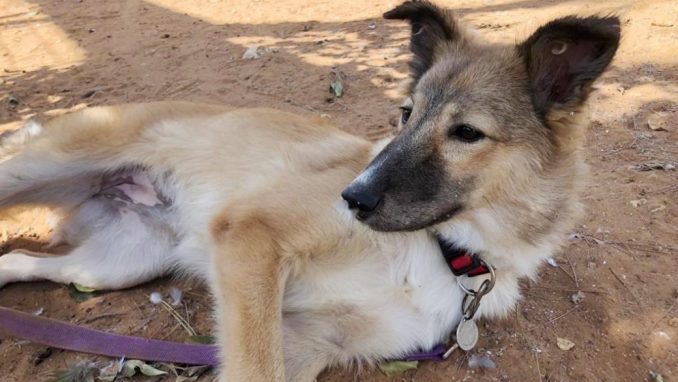 אלזה - כלבה לאימוץ - אגודת צער בעלי חיים בישראל