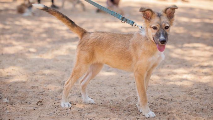 אלזה - כלבה לאימוץ - אגודת צער בעלי חיים בישראל